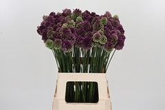 Allium Sphaerocephal 65cm