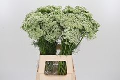 Ammi Vis Casablanca 70cm