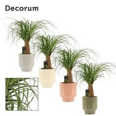 Beaucarnea Recur 12Ø 35cm