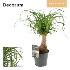 Beaucarnea Recur 12Ø 35cm
