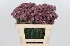 Astr Roma 50cm 33