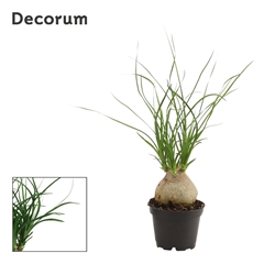Beaucarnea Recur 6Ø 20cm