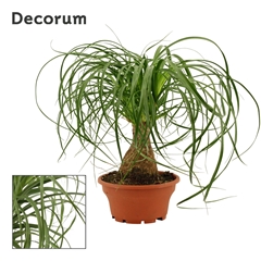 Beaucarnea Recur 16Ø 30cm