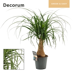 Beaucarnea Recur 14Ø 40cm