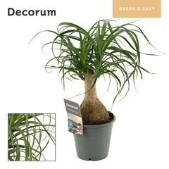 Beaucarnea Recur 12Ø 30cm