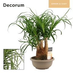 Beaucarnea Recur 20Ø 45cm