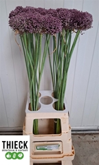 Allium Pink Lady 95cm