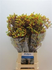 Anigoz Orange Velvet 80cm