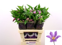 Clematis Amazing London 60cm 23 4