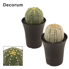 Cactus Aqapulco Spain 14Ø 20cm