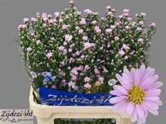 Ast Claudia 80cm 35gram