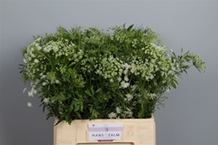 Ammi Majus 65cm