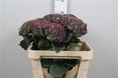 Hydr M Mag Revolu Cl 65cm 15cm Ø