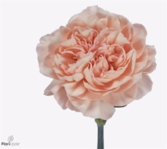 Di St Eternal Love 70cm 23