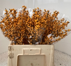 Ilex Ve Gold Verboom 60cm
