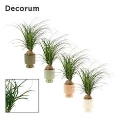Beaucarnea Recur 12Ø 30cm