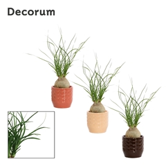 Beaucarnea Recur 6Ø 20cm