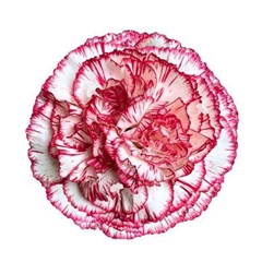 Di St Alegro 65cm 23