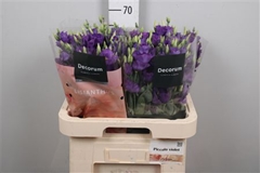 Eust Piccolo Violet 70cm
