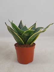 Sansev Hahnii 9Ø 16cm