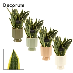 Sansev Futura Superb 12Ø 35cm