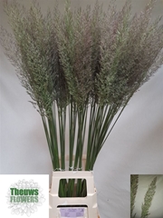 Calamagrostis Brachy 90cm