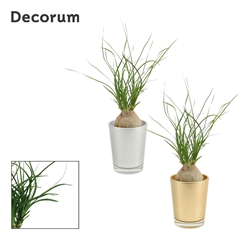 Beaucarnea Recur 6Ø 20cm