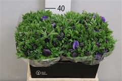 Anem Co Marianne Blu 40cm