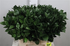 Ruscus Hypophyllum 60cm