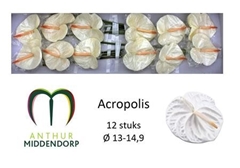Anth A Acropolis