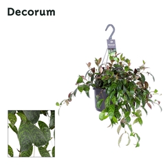 Aeschyn Marmoratus 17Ø 35cm
