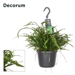 Nephr Cordi Duffii 17Ø 45cm