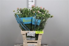 Ran Butterfly Isis 70cm 35gram