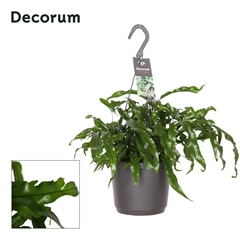 Microsorum Diversifo 17Ø 45cm