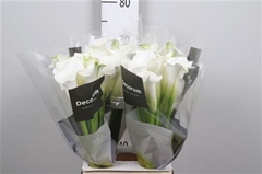 Zant White Mambo 65cm