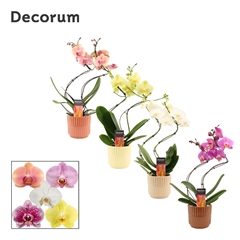 Phal Gem 2 Tak 12Ø 50cm