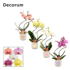 Phal Gem 2 Tak 12Ø 50cm