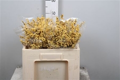 Ilex Vert Citronella 50cm