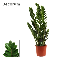 Zamioculcas Zamiifol 21Ø 90cm