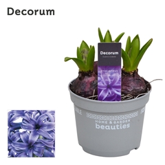 Hyacinth Blue Pearl 12Ø 15cm