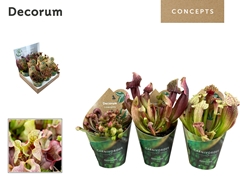 Vleesetende Planten 20cm