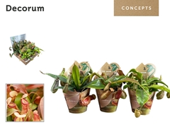 Vleesetende Planten 20cm