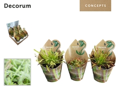 Vleesetende Planten 20cm