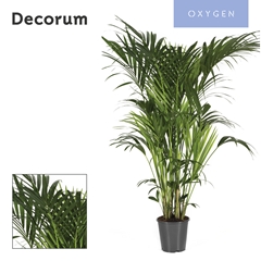 Howea Forsteriana 27Ø 180cm