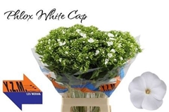 Phlox P Whitecap