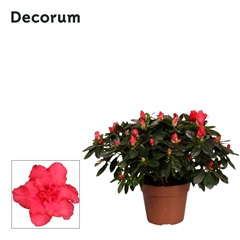 Rhodo Si Jimmy 14Ø 30cm