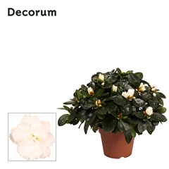 Rhodo Si Witte Vogel 12Ø 25cm