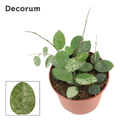 Hoya Mathilde 12Ø 15cm