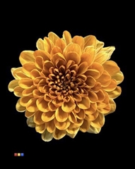 Chr T Altaj Golden Sun