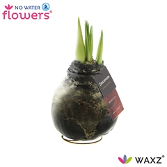 Hipp Wax 15cm